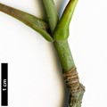SpeciesSub: subsp. sinicum SpeciesSub: subsp. sinicum